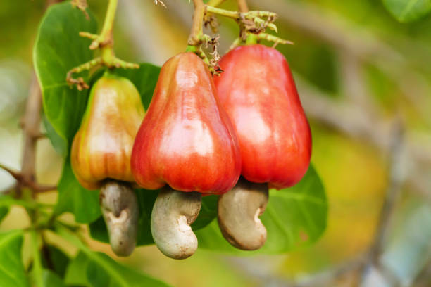 Cashew Nuts thumbnail